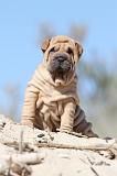 SHAR-PEI 541